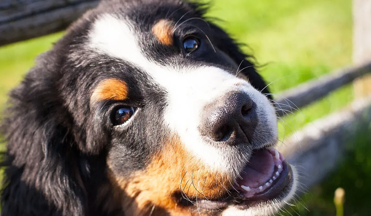 Hofhund von Fam. Obereder